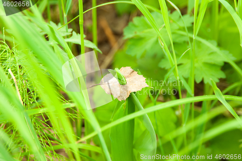 Image of Grass and leaf