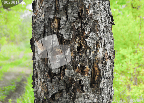 Image of Tree is dying