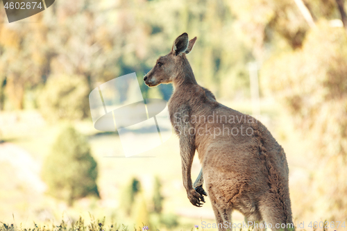 Image of Australian native kangaroo in rural bushland