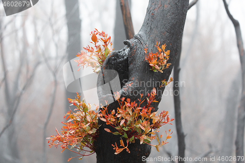 Image of A burnt tree flourishing with bright new growth