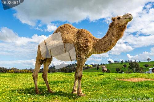 Image of Camel and emu