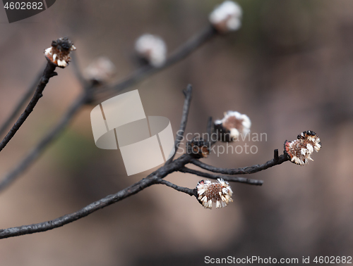 Image of Seed pods germinate after bush fire