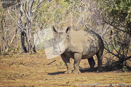 Image of Rhino standing under a tree