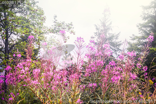 Image of Pink wildflowers in the spring on a meadow