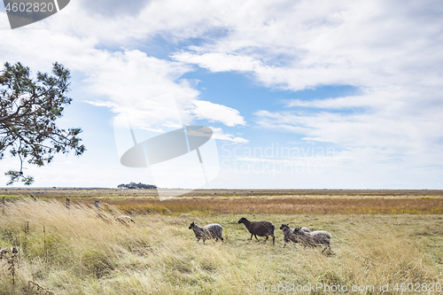 Image of Sheep walking on a golden meadow