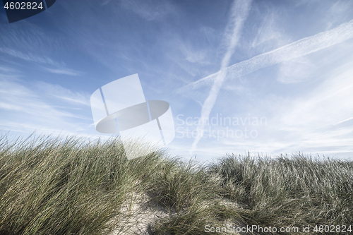 Image of Lyme grass on a sand dune in the summer