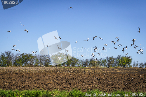 Image of Seagulls flying over a ploughed field