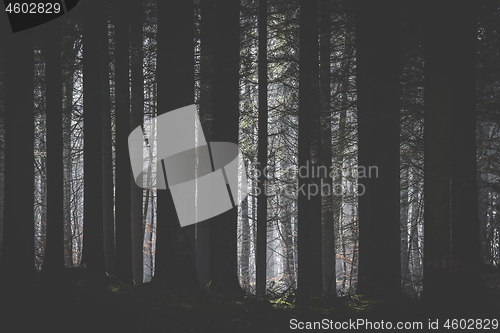 Image of Dark forest with a clearing lighten up by the sun