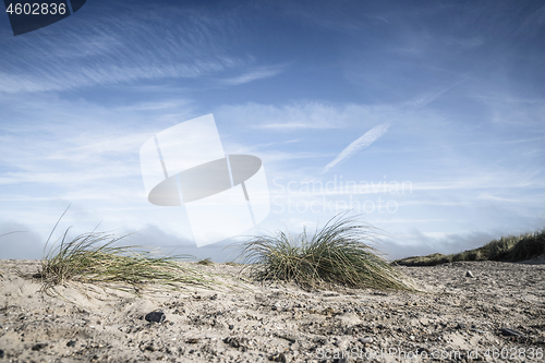 Image of Lyme grass on a northern beach