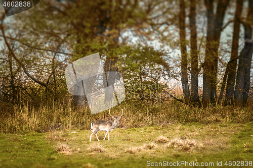 Image of Deer with large antlers on a meadow in the fall