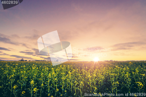 Image of Rural scenery in the sunrise with a yellow rapeseed