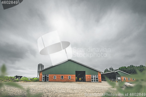 Image of Cow standing by a red barn in a rural countryside