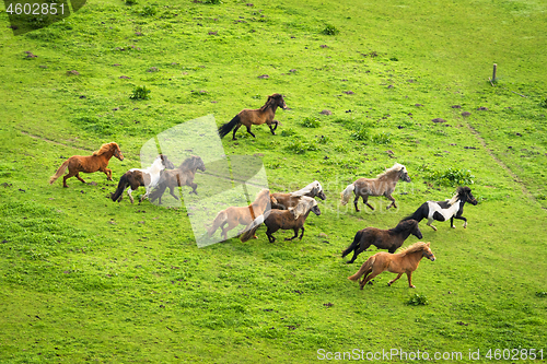 Image of Herd of wild pony horses running on a rural meadow