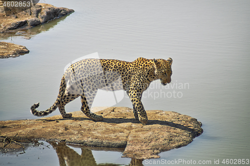 Image of Leopard standing on a rock by a lake