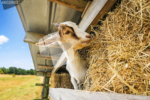 Image of goat eating hay at a barn in a rural environment