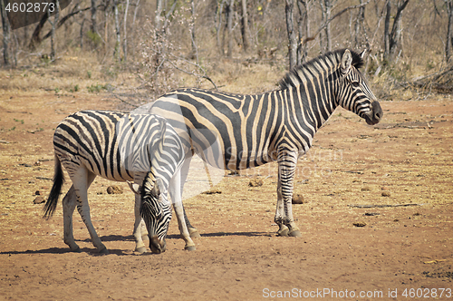 Image of Zebras on the dry savannah looking for food