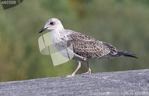 Image of Seagull