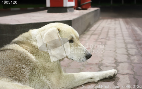 Image of Cute Stray Dog On The Pavement Close-up