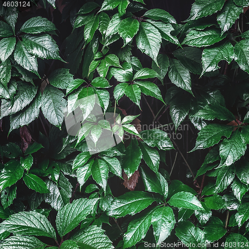 Image of Wet Wild Grape Leaves Background