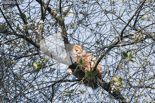Image of Cat On A Tree Branch On A Spring Morning