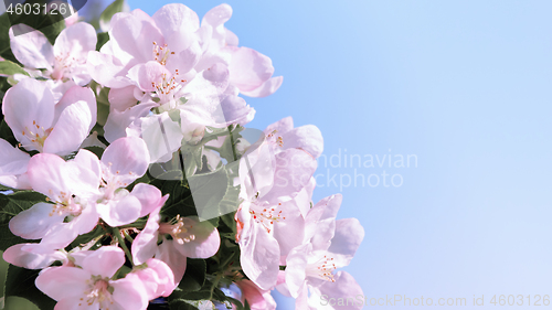 Image of Spring Blossom Flowers Against A Blue Sky 