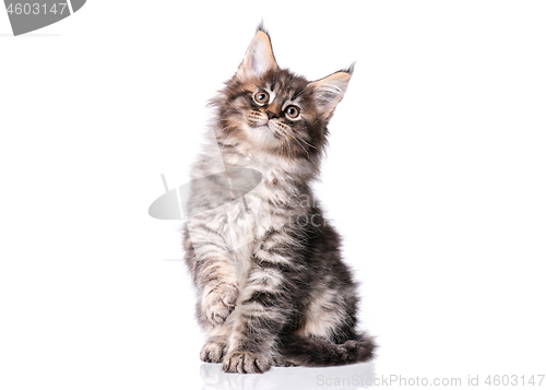 Image of Maine Coon kitten on white