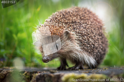 Image of Young hedgehog in forest