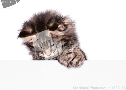 Image of Maine Coon kitten with blank