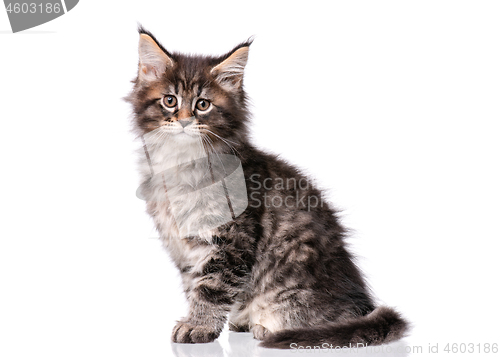 Image of Maine Coon kitten on white