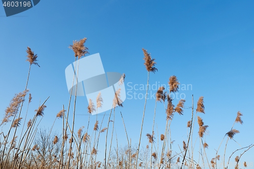 Image of Reed at a lakeside