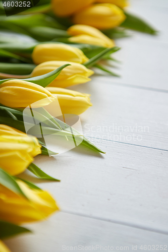 Image of Row of fresh Yellow tulips on white wooden table