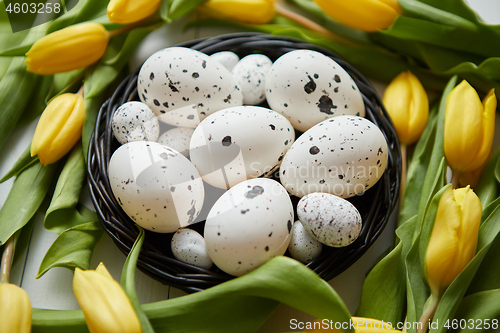 Image of Beautiful yellow tulips with dotted quail and chicken eggs in nest on white