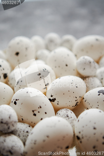 Image of Close up composition of white traditional chicken and quail, black dotted Easter eggs