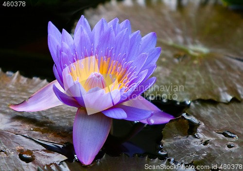 Image of Blue Water Lily