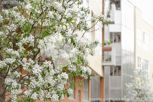 Image of Blooming cherry tree in front of a modern building