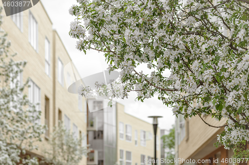 Image of Blooming trees in a spring city