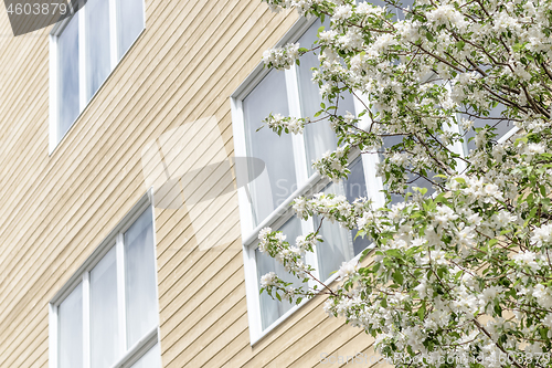 Image of Blooming tree and windows of a modern building