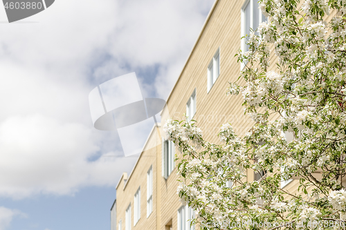 Image of Fresh air and blooming trees in the city