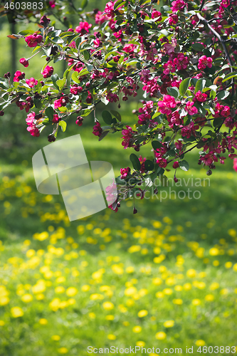 Image of Vibrant pink tree blossom and dandelion lawn