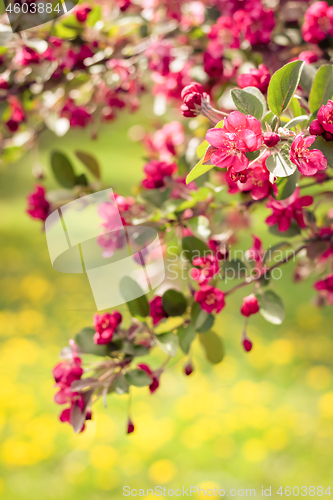 Image of Bright pink apple tree blossom