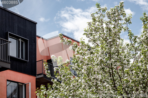 Image of Blooming tree, pink building, and blue sky