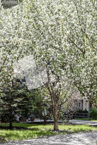 Image of White blooming tree growing in the patio