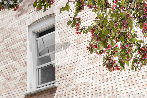 Image of Window with a view over a blooming tree