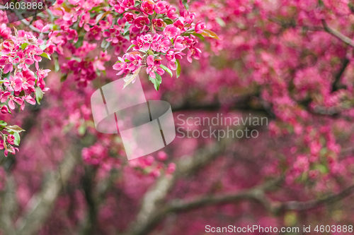 Image of Beautiful blooming pink spring garden
