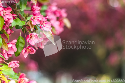 Image of Delicate pink apple tree blossom