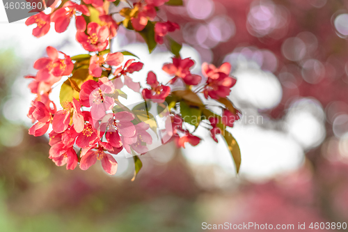 Image of Bright pink apple tree blossom