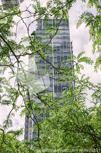 Image of Modern skyscraper seen through green leaves