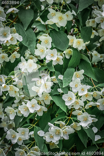 Image of Background of white jasmine flowers