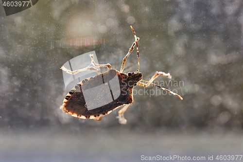 Image of Stink bug closeup on the window