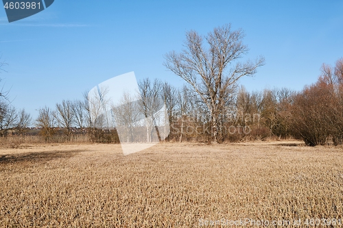 Image of Dry autumn meadow